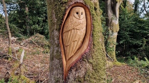 An own carved into a tree trunk in a forest