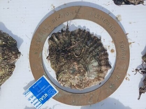 A brown oyster sits inside a bronze measuring ring on a white table top.