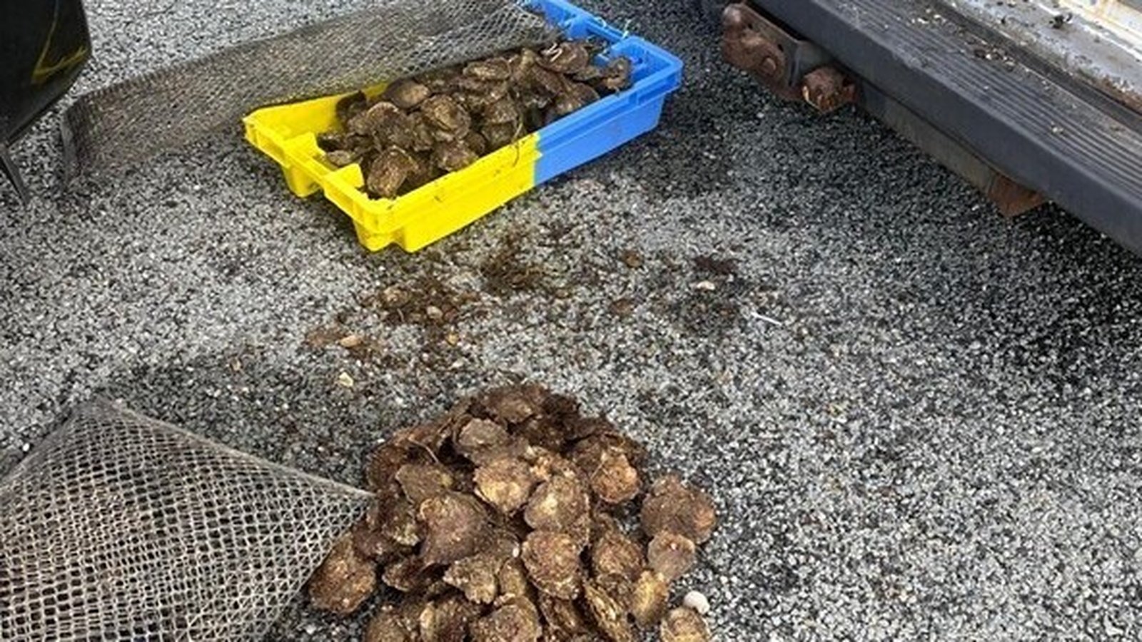 Wild oysters seized in Kenmare after illegal harvest
