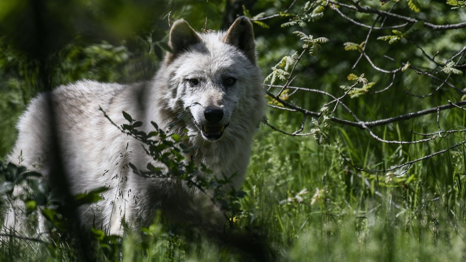 Wolf attack in Greece prompts calls for culling rights
