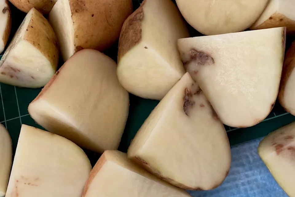 Potato mop-top virus in close up, showing discoloured potatoes.