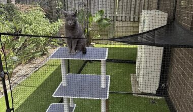 A pet owner erected this portable containment to keep his cat inside at night