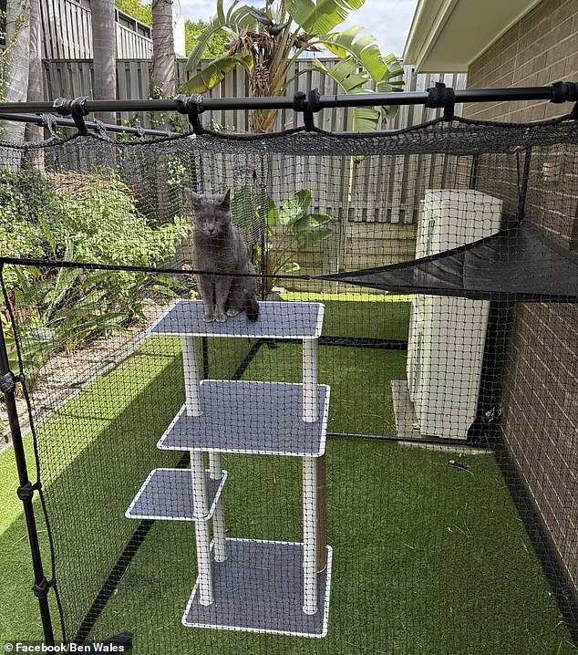 A pet owner erected this portable containment to keep his cat inside at night