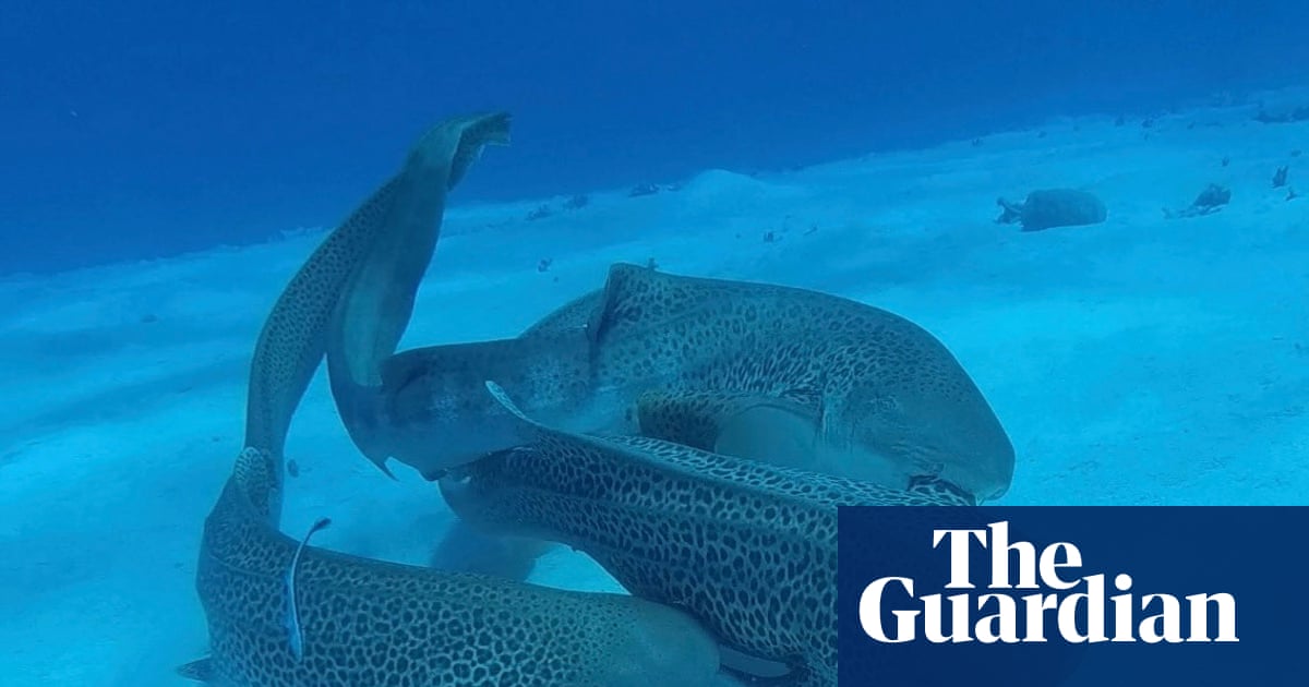 ‘Involved sequentially’: leopard sharks observed mating for first time in wild have threesome | Marine life