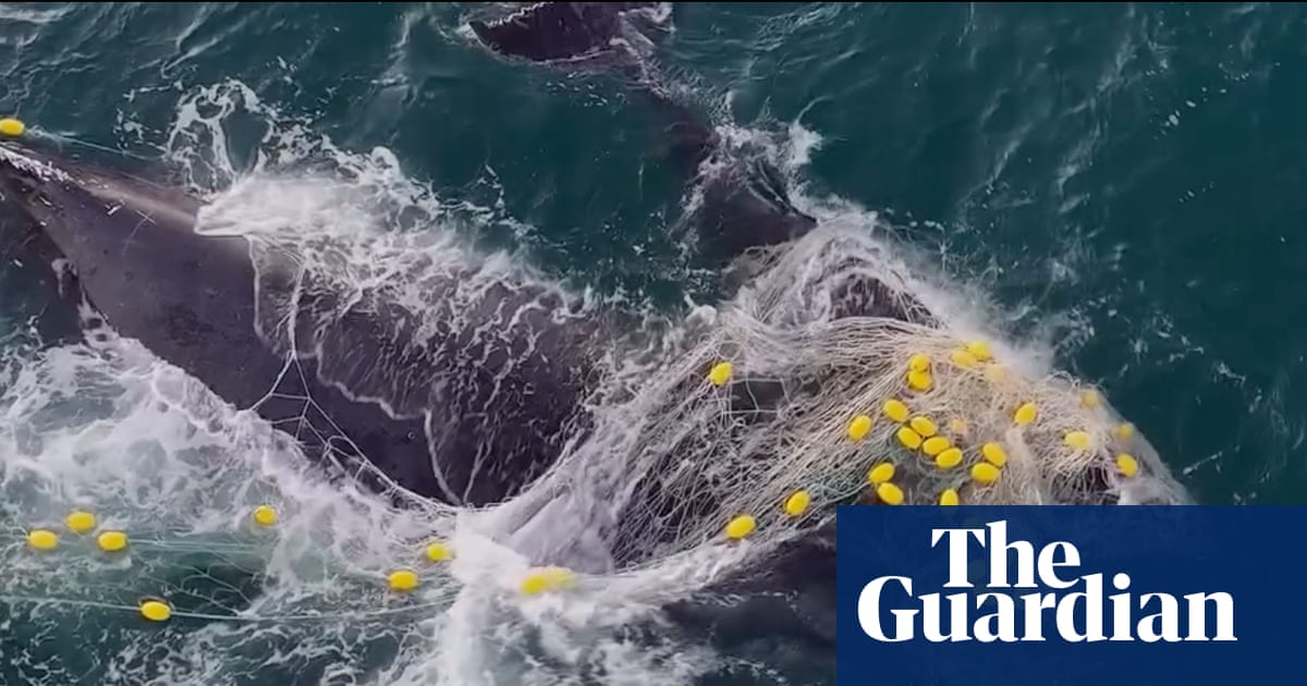 Whale and her calf entangled in shark net off Queensland coast | Whales