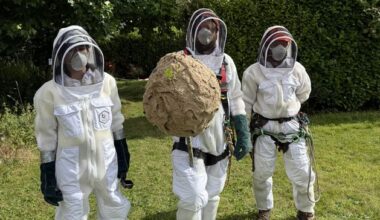 Nest of invasive Asian hornets ‘safely removed’ in first for Ireland