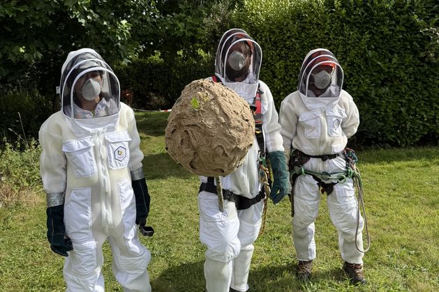Nest of invasive Asian hornets ‘safely removed’ in first for Ireland