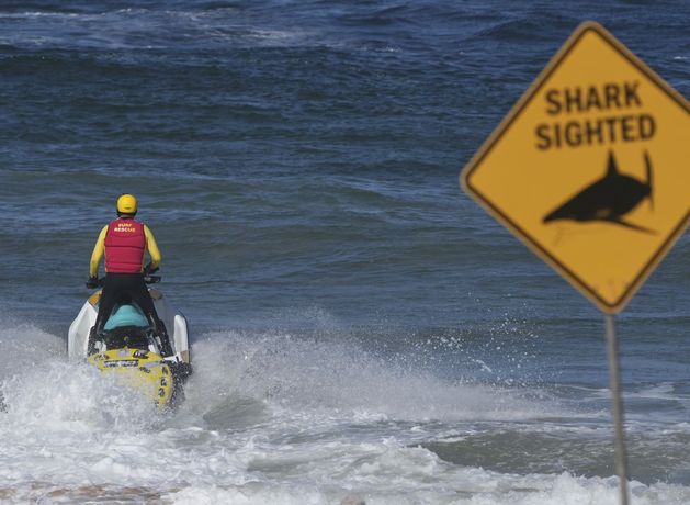 Beaches closed after shark kills man in his 50s near Sydney