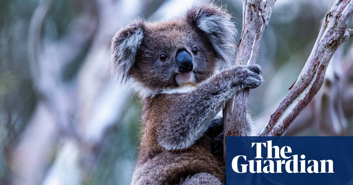 NSW locks in great koala national park and brings in immediate ban on logging | New South Wales