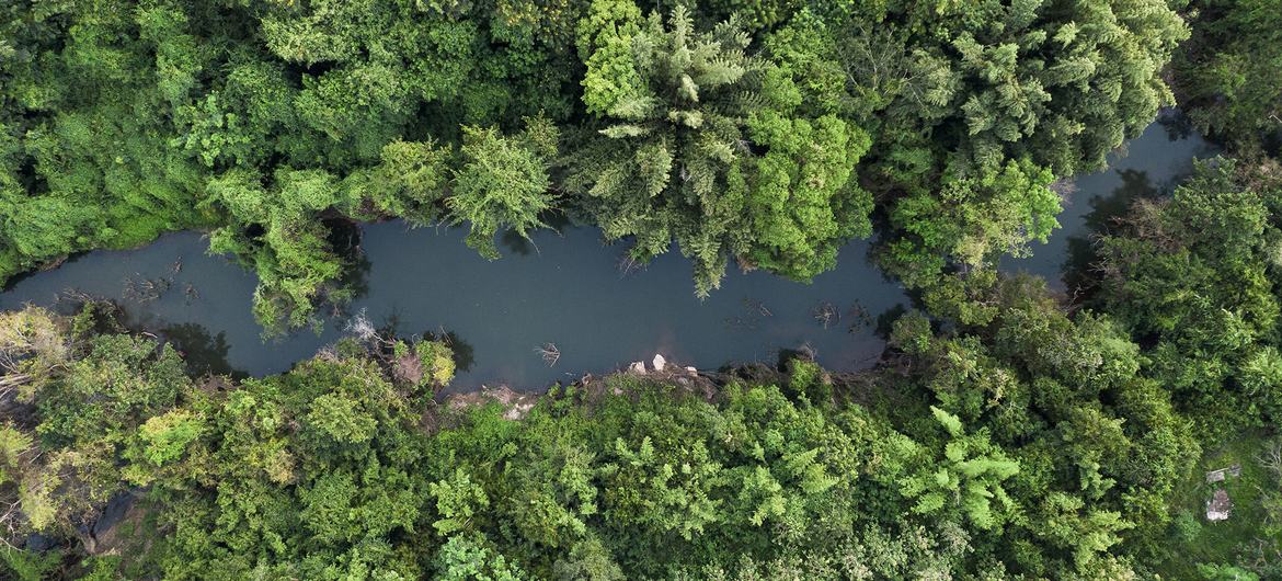 Indonesia is home to vast tropical rainforests.