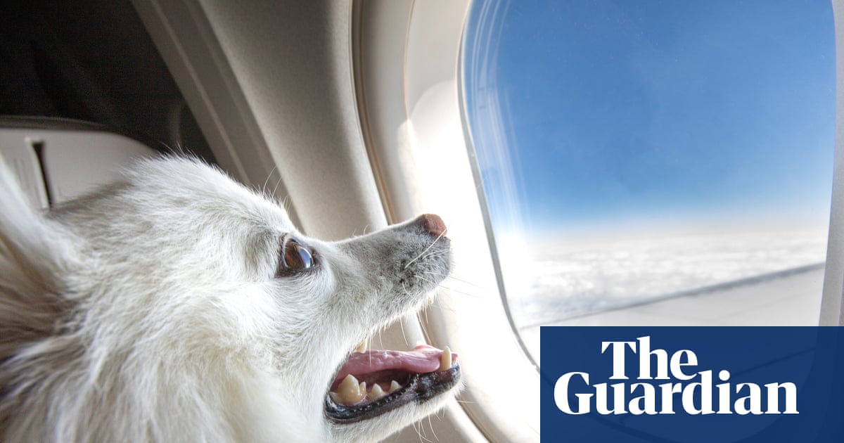 Pup in the air! Pets will soon be allowed on some Australian flights – here’s how it will work | Transport