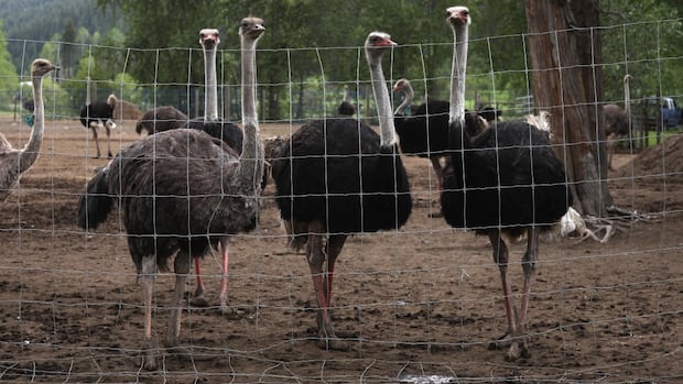 Amid tensions over B.C. ostrich cull, businesses say they face harassment, death threats