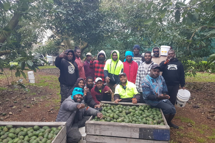 SunLive - BOP avocado growers donate windfall fruit