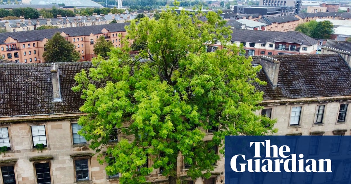 Argyle Street ash in Glasgow wins tree of the year competition | Trees and forests