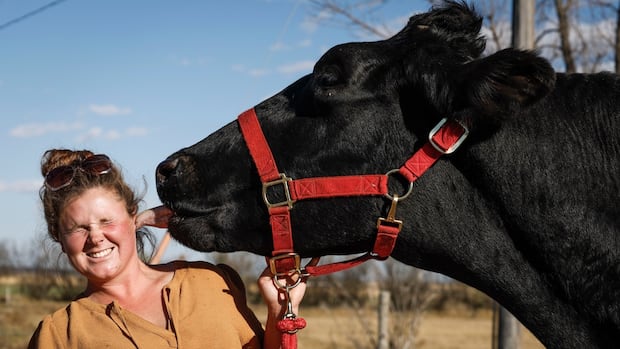 Meet Beef: a mega-sized Albertan steer with a record-breaking height