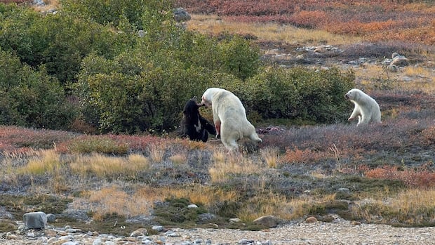 Torngat Mountains visitor gets front row seat for black bear vs polar bear fight