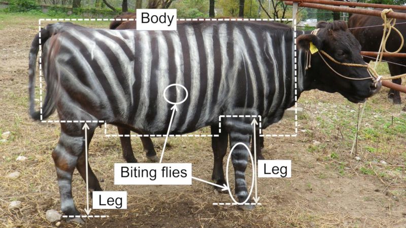 Ig Nobel Prizes go to research into cows painted like zebras and pizza-eating lizards