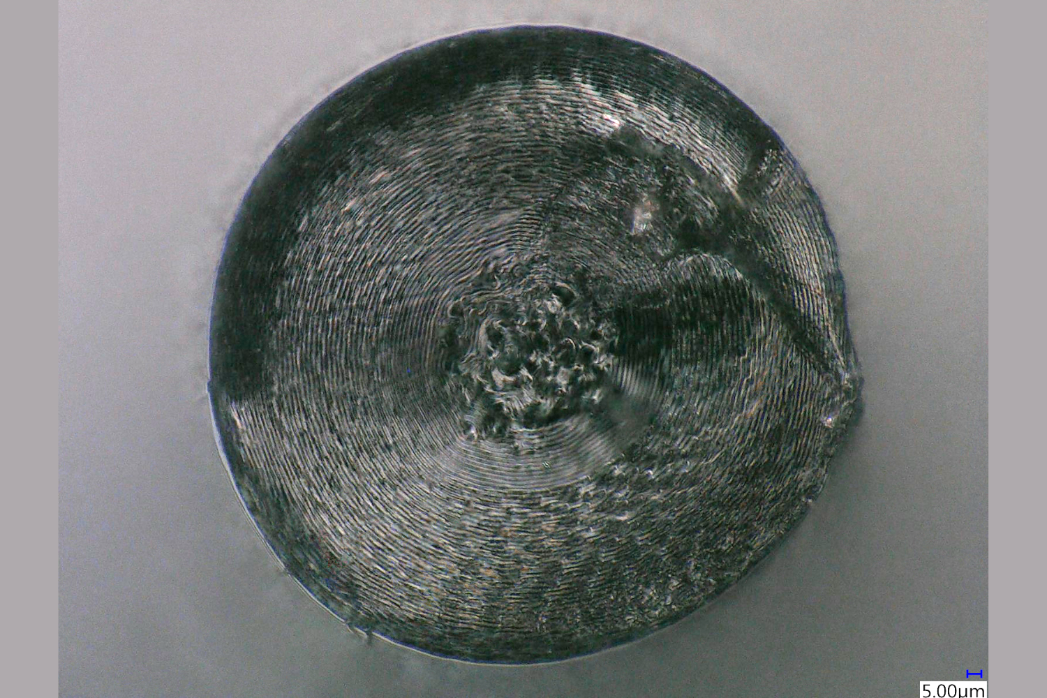 Cross-section of neurostring shows the tightly rolled spiral layer
