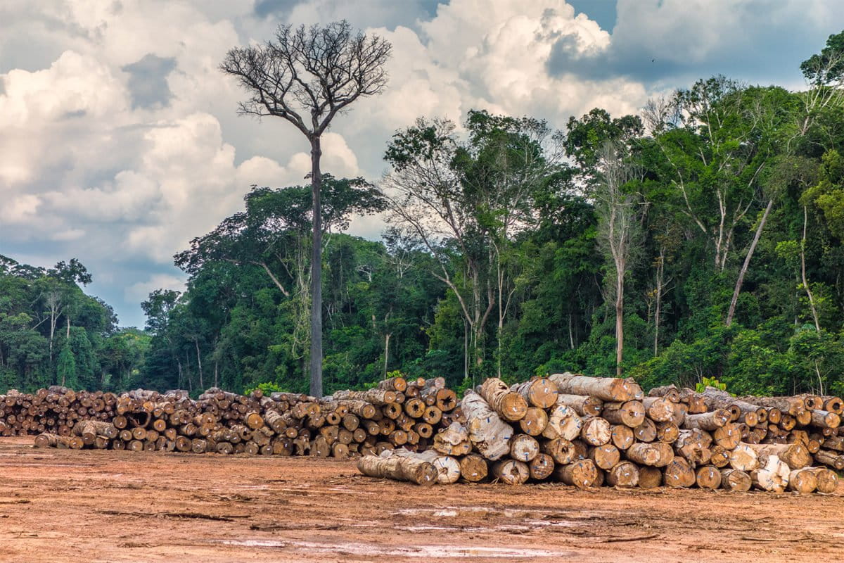 More deforestation leads to a drier dry season, Amazon study finds