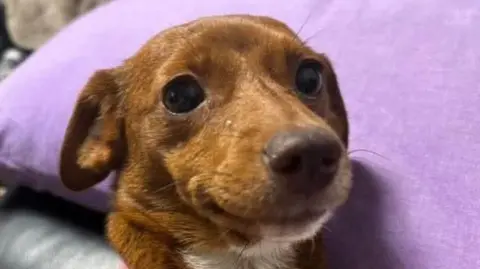 Nikita Goddard Thumbelina, who is a small brown dog that looks like a Jack Russell. She is sitting upright next to a purple pillow.