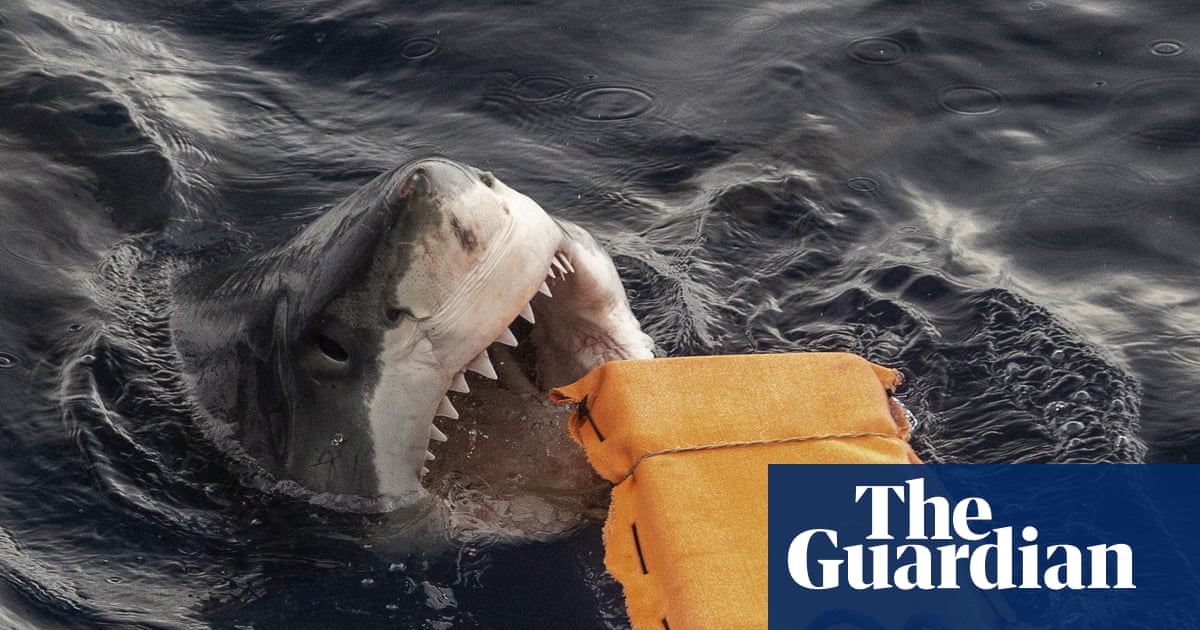 Can ‘bite-resistant’ wetsuits help protect surfers against sharks? Here’s what Australian researchers have found | Australia news