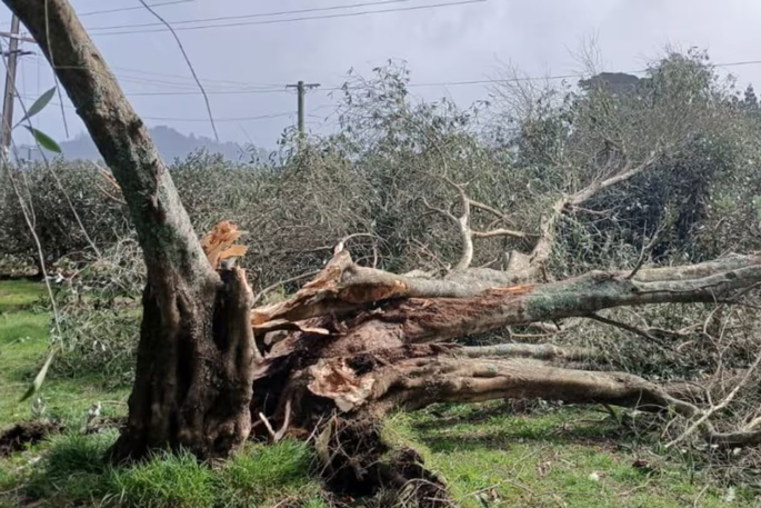 SunLive - Avocado growers count losses after weekend wind