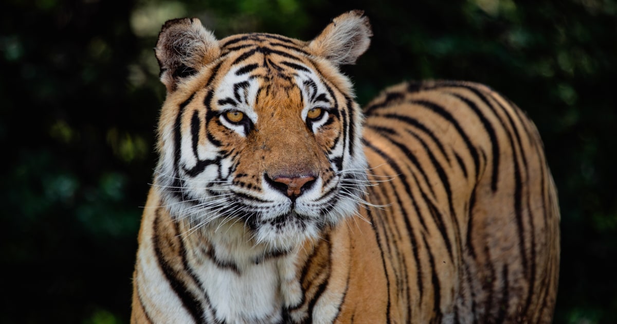 Tiger handler fatally mauled at Oklahoma preserve