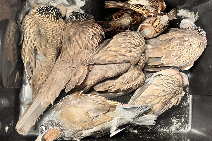 SunLive - Birds die in 'localised poisoning' at Pāpāmoa