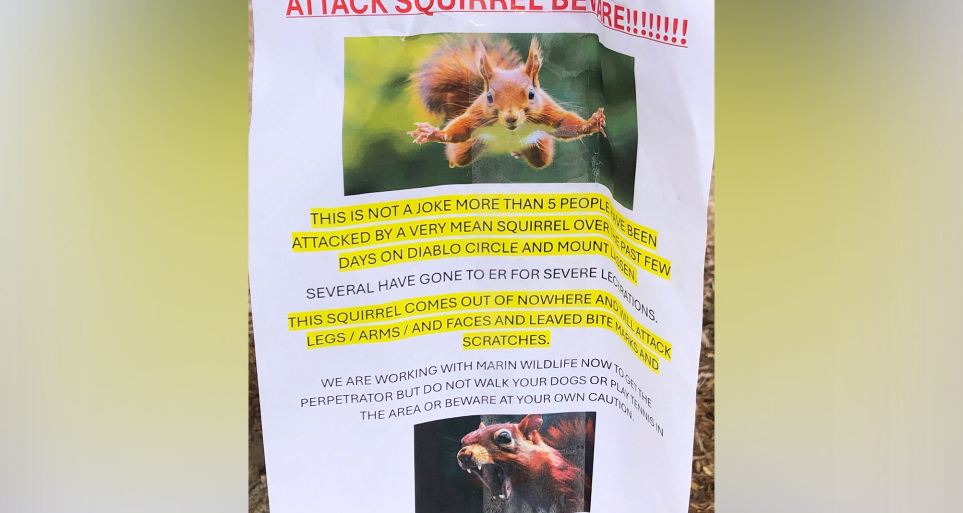 Squirrels Gone Wild: Marin County ‘Attack Squirrel’ Sends at Least 3 to the ER