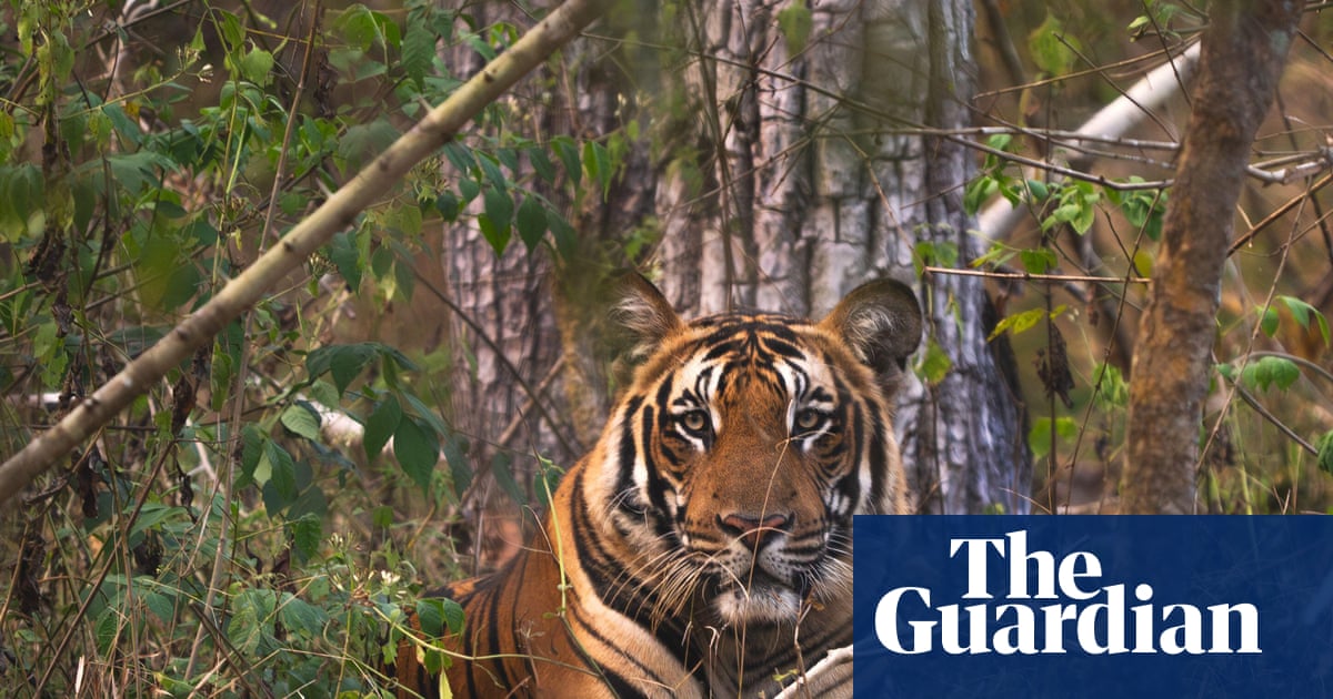 Tiger fatally attacks handler at Oklahoma preserve, officials say | Oklahoma