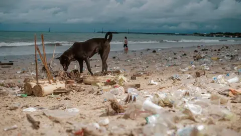 Getty Images A black dog sniffing the ground on a beach filled with plastic waste. In the background is a wave rolling onto the shore