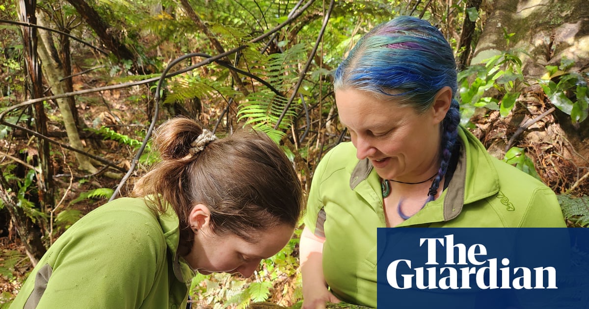 Saving the world’s fattest parrot: can New Zealand vaccinate its rare species before bird flu gets to them? | Global development