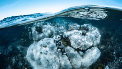 Footage shows coral bleaching at Western Australia's Ningaloo Reef  – video