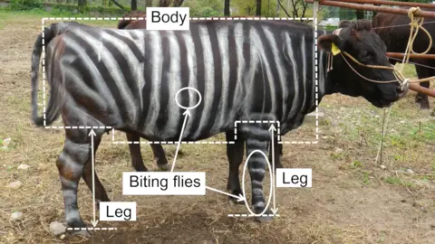 KOJIMA ET AL VIA PLOS A cow painted with white stripes to make it look like a zebra
