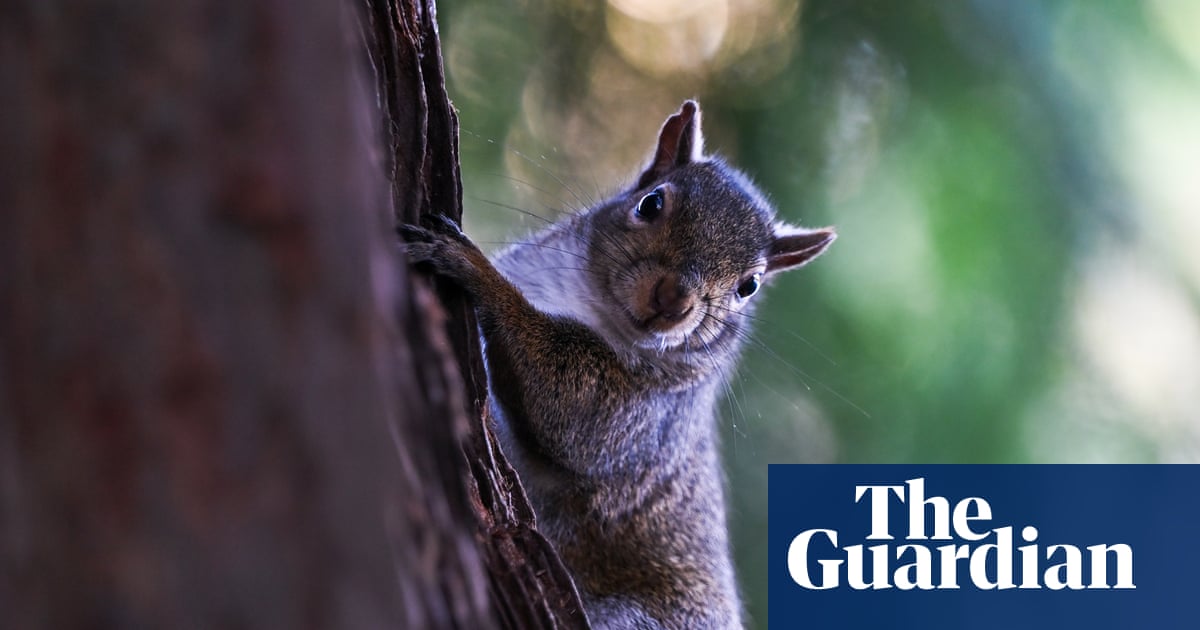 Aggressive squirrel seeking food sends at least two people to ER in California | California