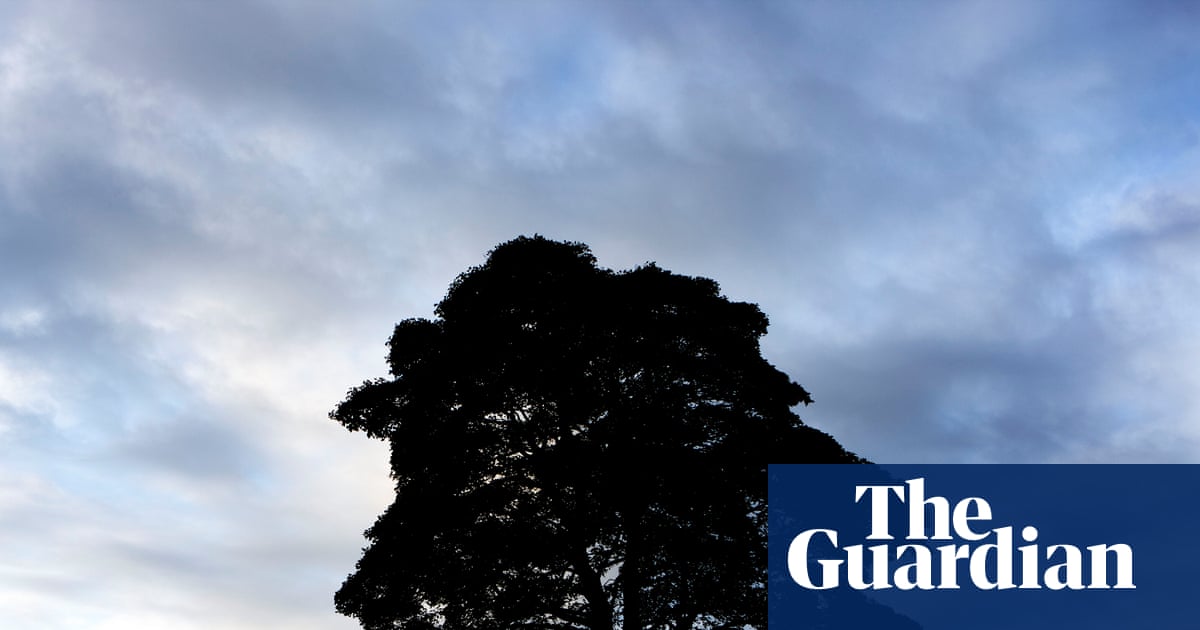 Sycamore Gap tree was at least 100-120 years old, ring count finds | Northumberland