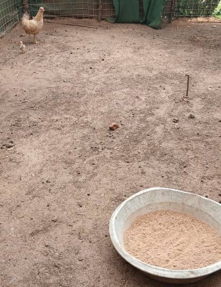 A bowl of animal feed on the ground with a chicken nearby