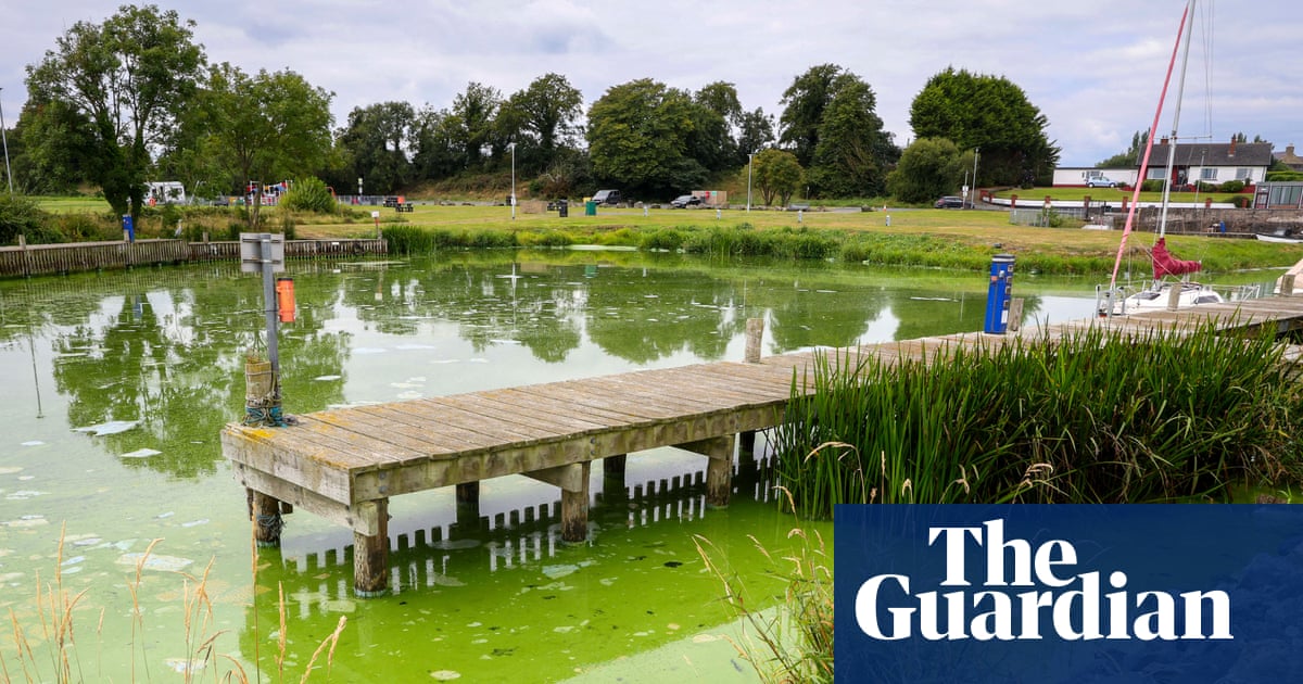 ‘It’s dying in front of our eyes’: how the UK’s largest lake became an ecological disaster | Northern Ireland