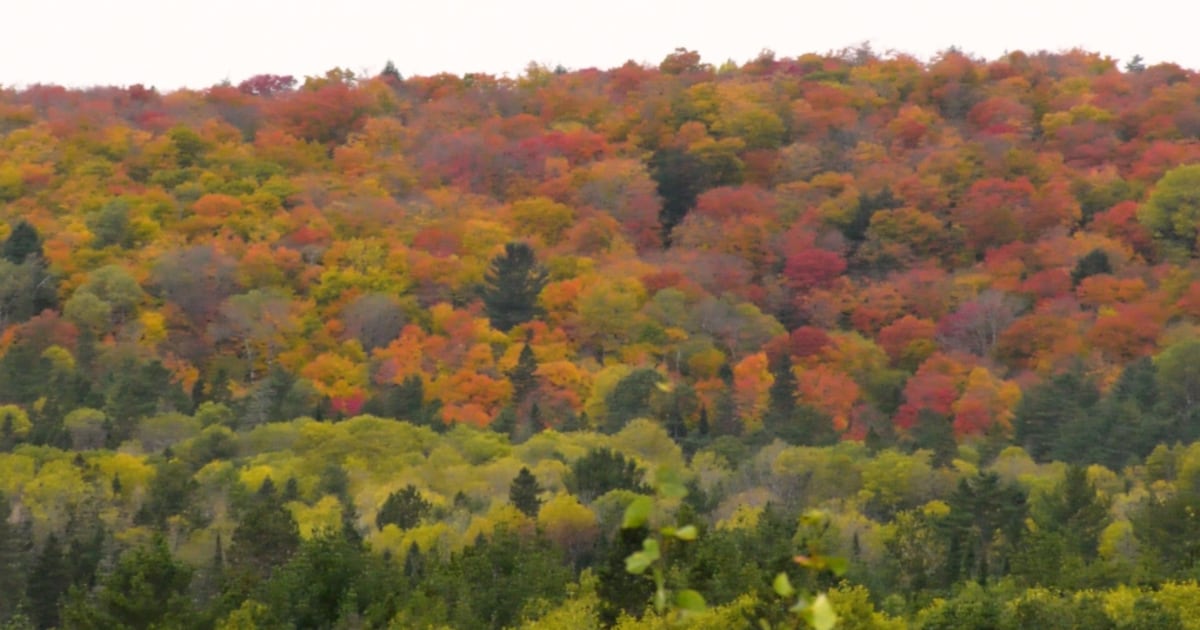 Mild fall expected in Ottawa with possible ‘abrupt transition’ to winter - CTV News