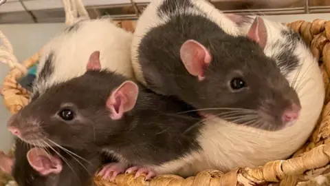 Silvia Ventura The image is a close-up of two laboratory rats - with black faces and white bodies. They are curled up together in a basket.