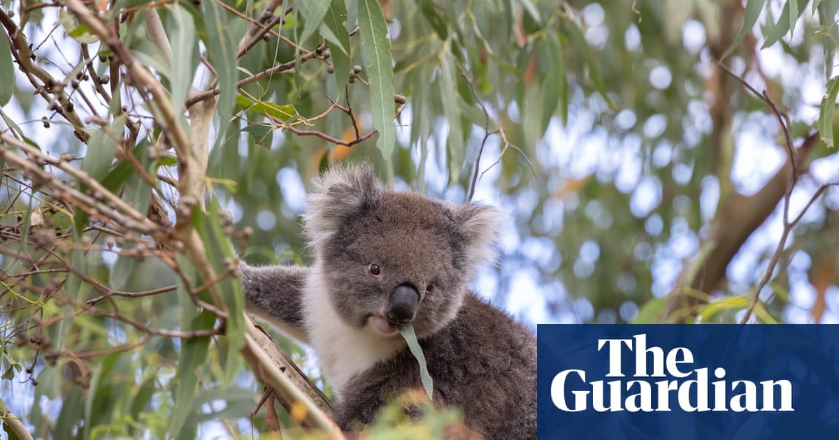 Loss of koala habitat shows ‘total failure’ of nature laws, conservationists say | Wildlife