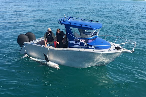 A shark being tagged and checked after being caught on a drum line.