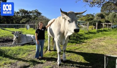 Chianina, the world's biggest cattle, bred on small property in southern WA