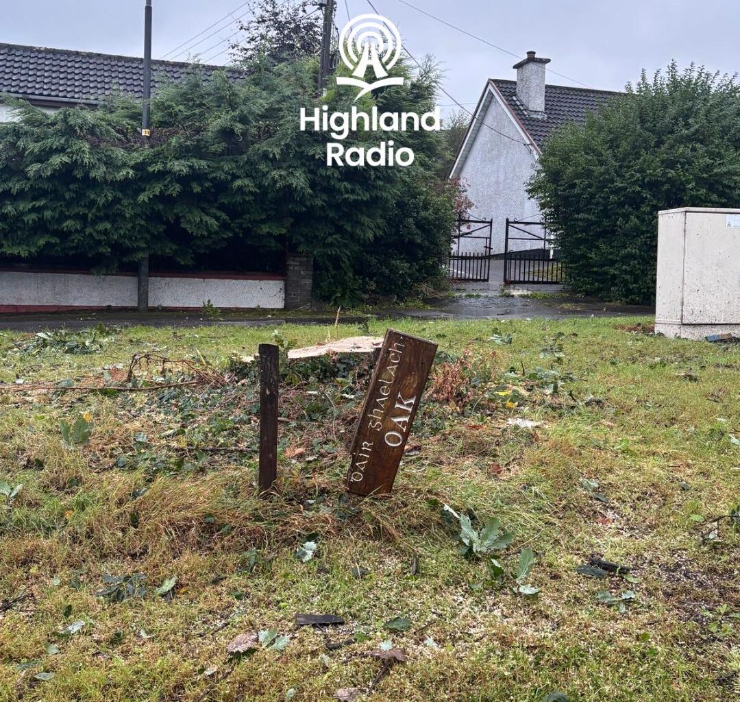 Beloved Ballyraine oak tree cut down overnight - Highland Radio