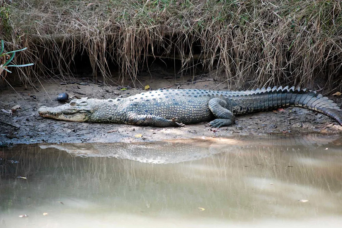 Mom of 3 Was 'Dragged' into a River During a Crocodile Attack. A Day Later, Her Half-Eaten and Mutilated Body Was Found