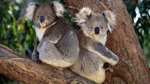 Getty Images Two koalas sit on a branch, back to back, looking at the camera. 