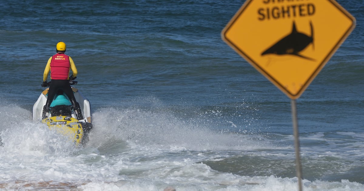 Man dies in shark attack at Sydney’s northern beaches – The Irish Times