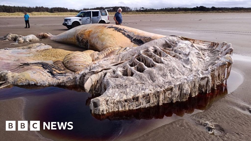 Second largest whale species found on Camarthen beach