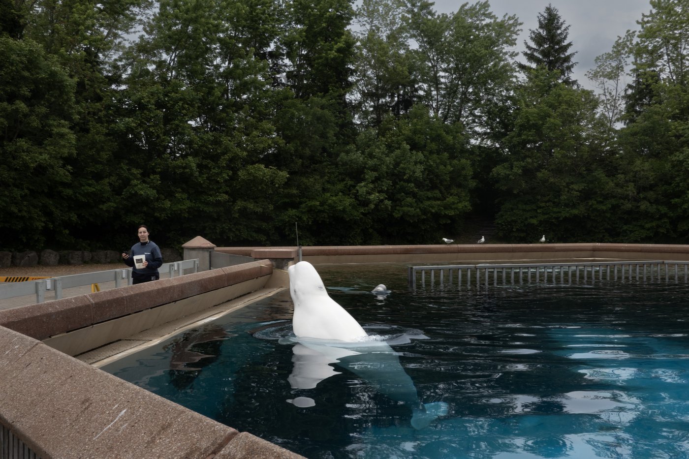 'It's just terrible over there,' Premier Doug Ford says of Marineland