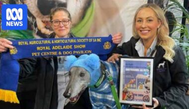 Greyhound Racing SA faces trainer boycott after animal re-homing staff departure